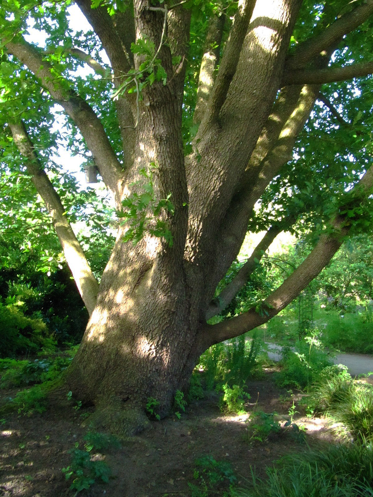 Quercus frainetto - Arboretum Ellerhoop - Juli 2025