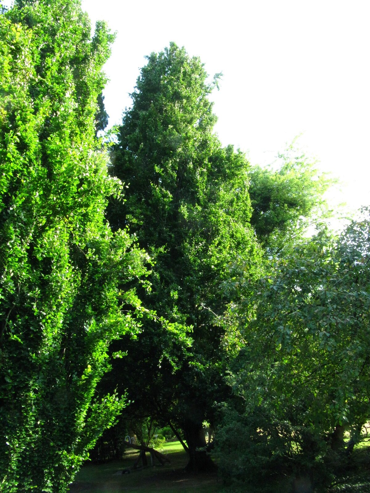 'Dawyck' Fagus sylvatica