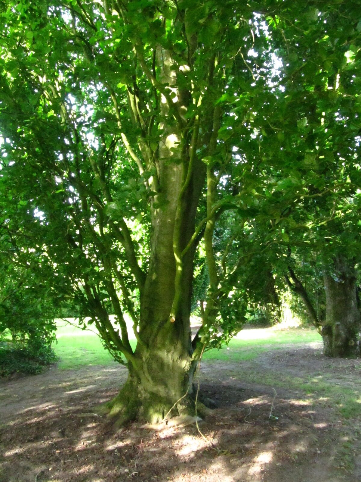 Fagus sylvatica 'Dawyck' - Arboretum Ellerhoop - Juli 2025