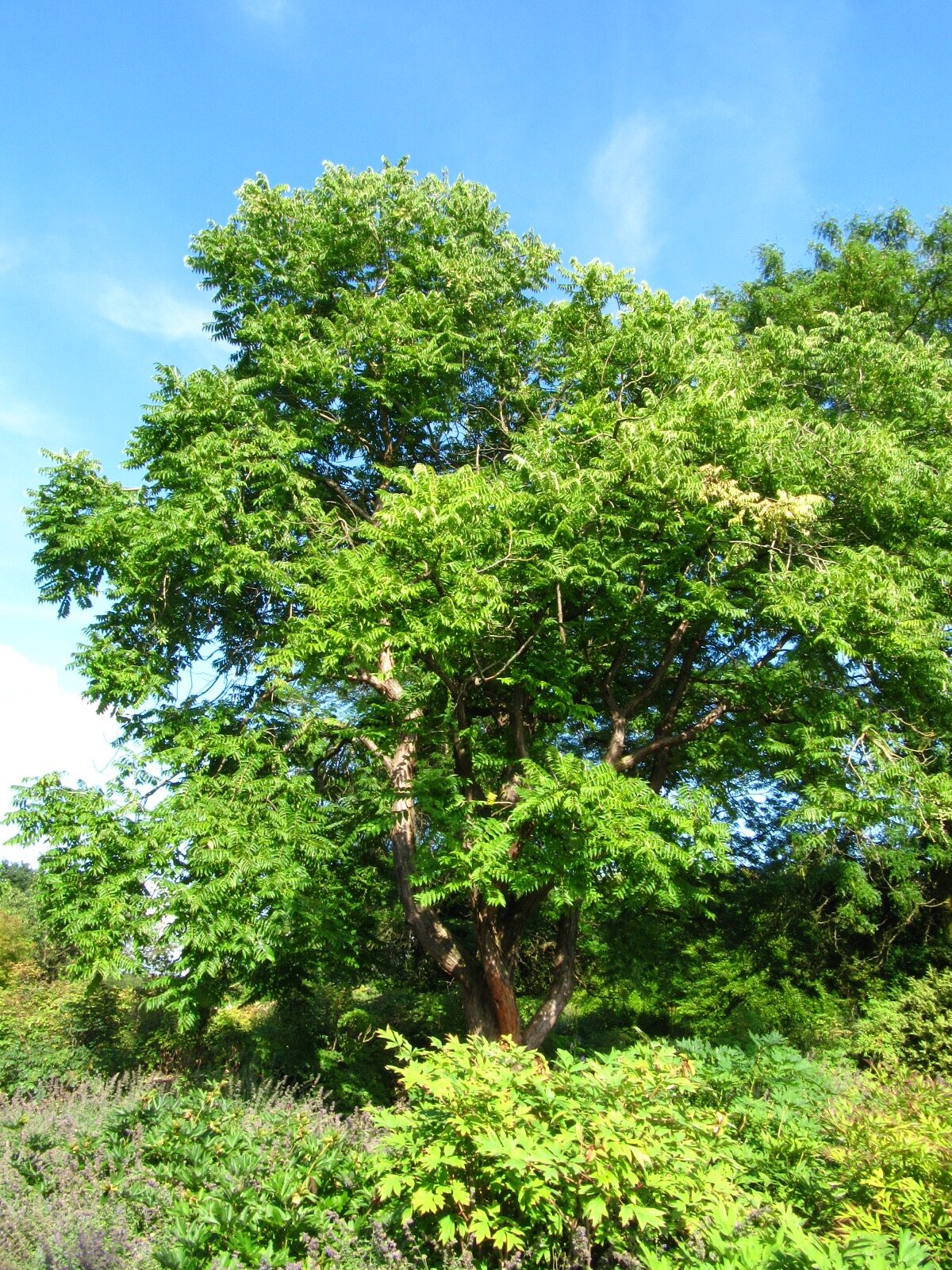 sinensis Toona