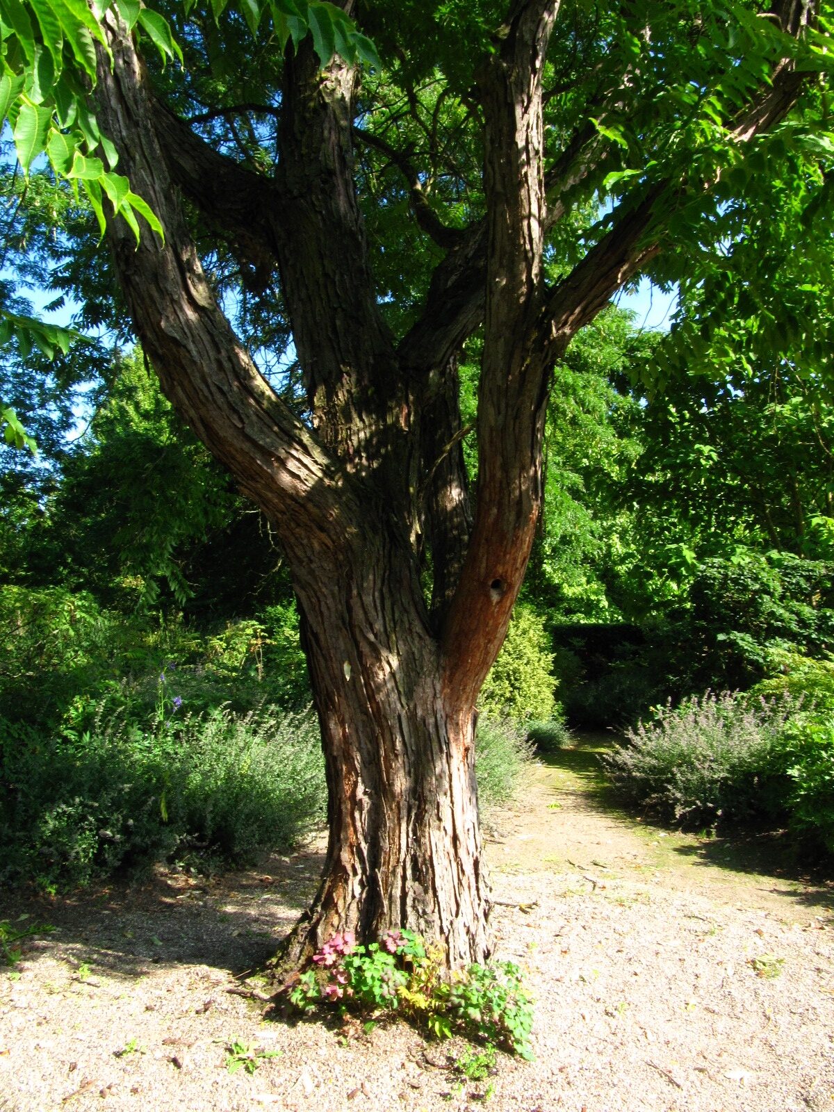 Toona sinensis - Arboretum Ellerhoop - Juli 2025