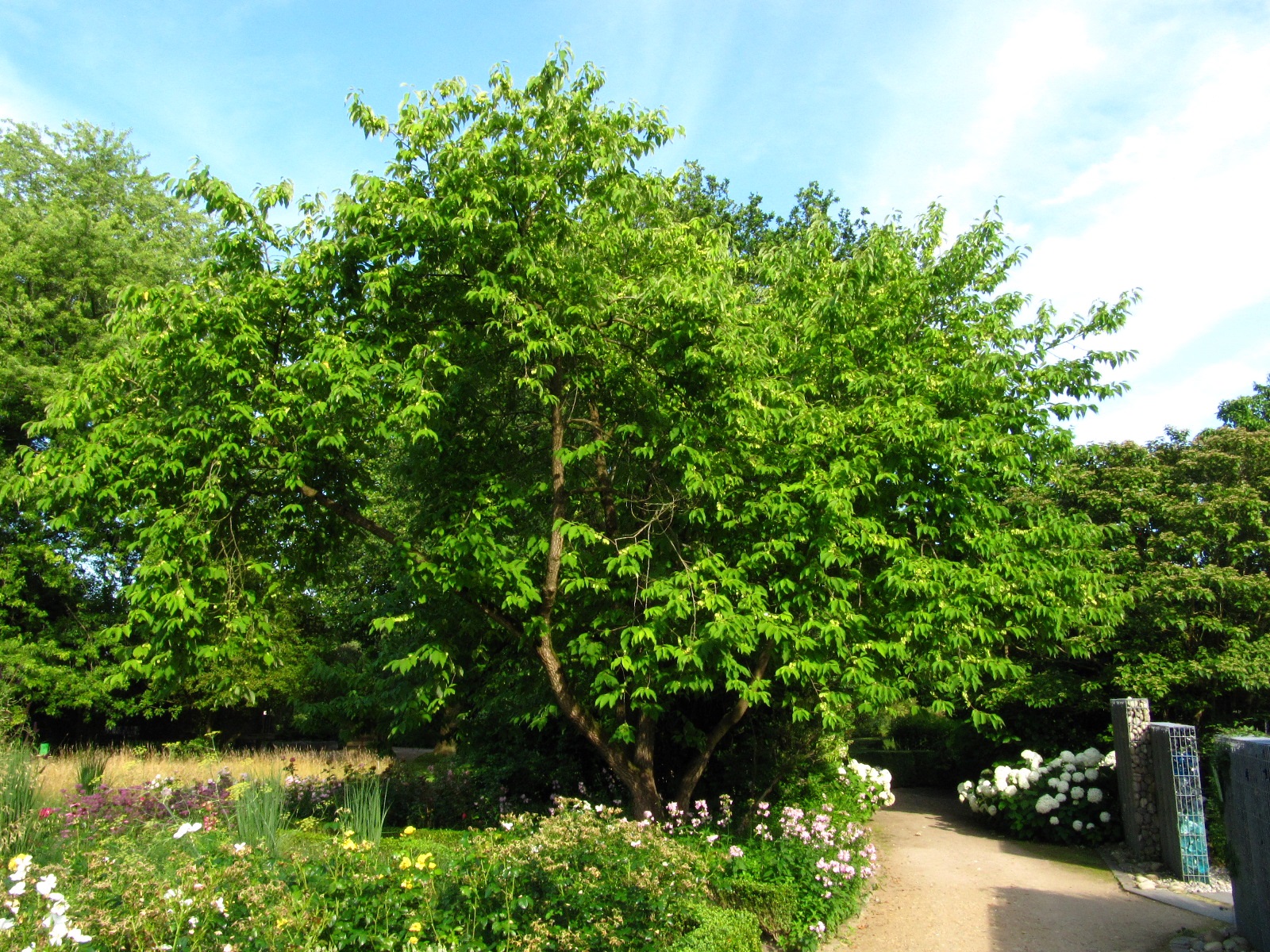carolina Halesia var. monticola