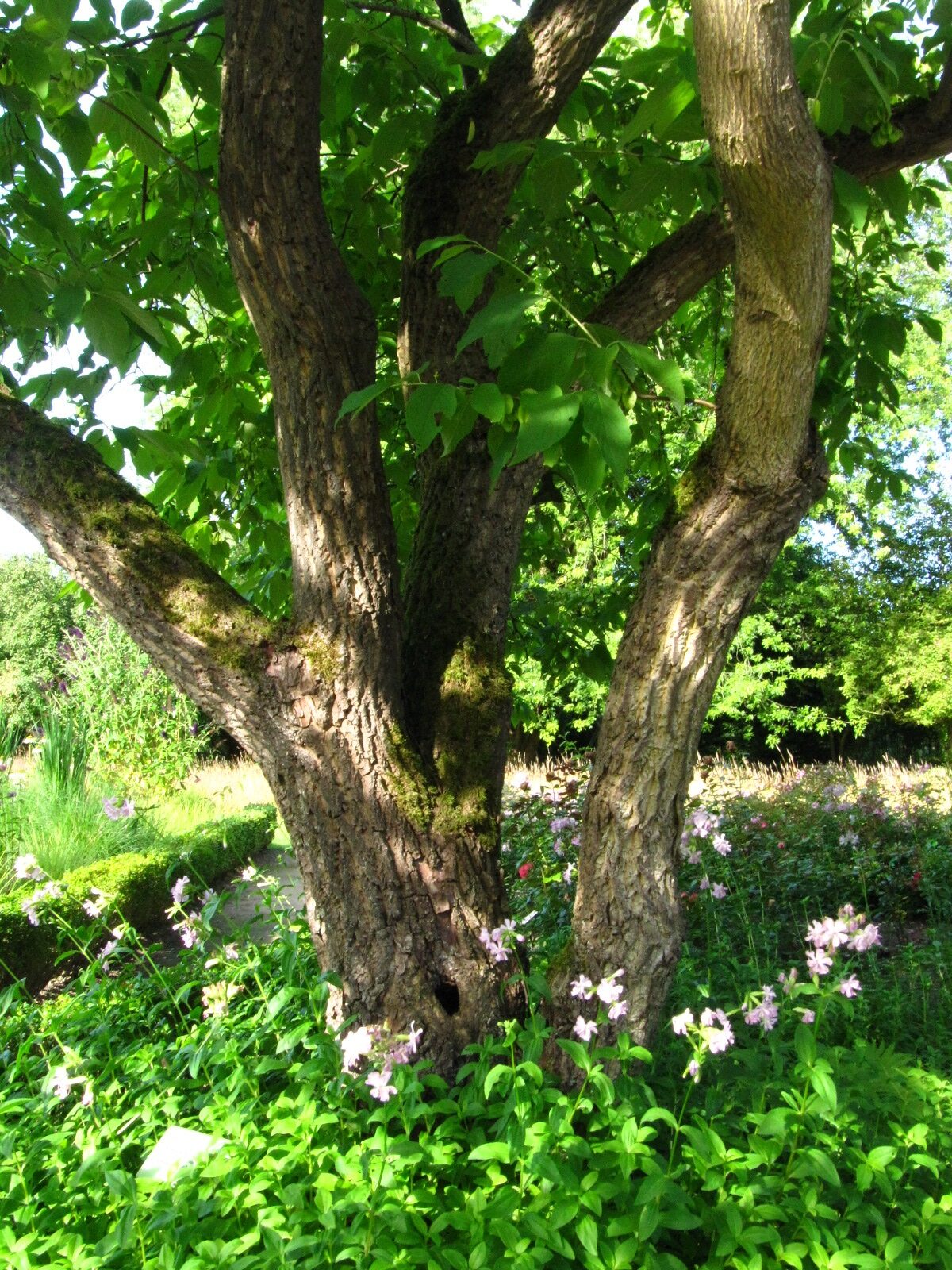 Halesia carolina var. monticola - Arboretum Ellerhoop - Juli 2025