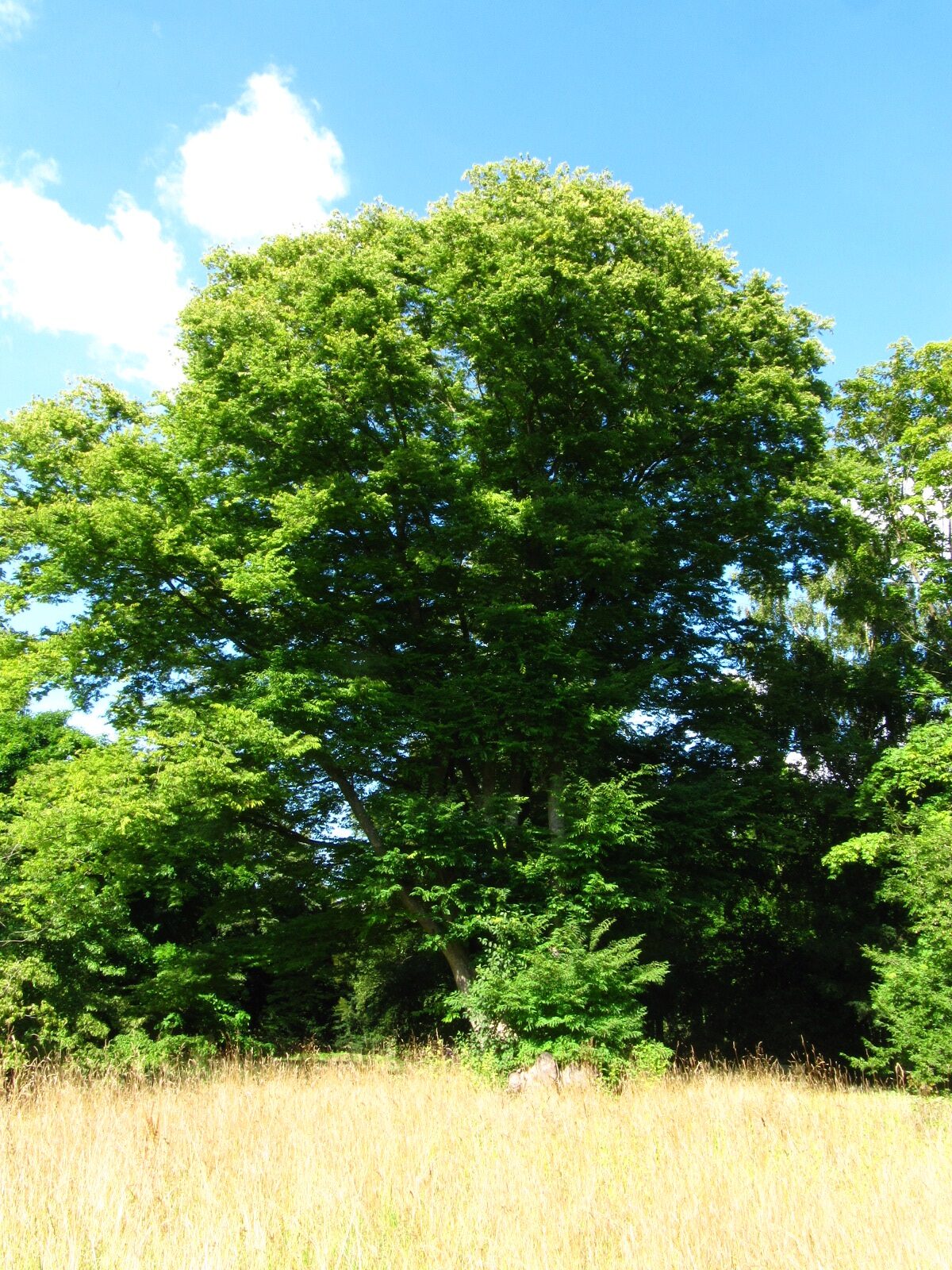 serrata Zelkova