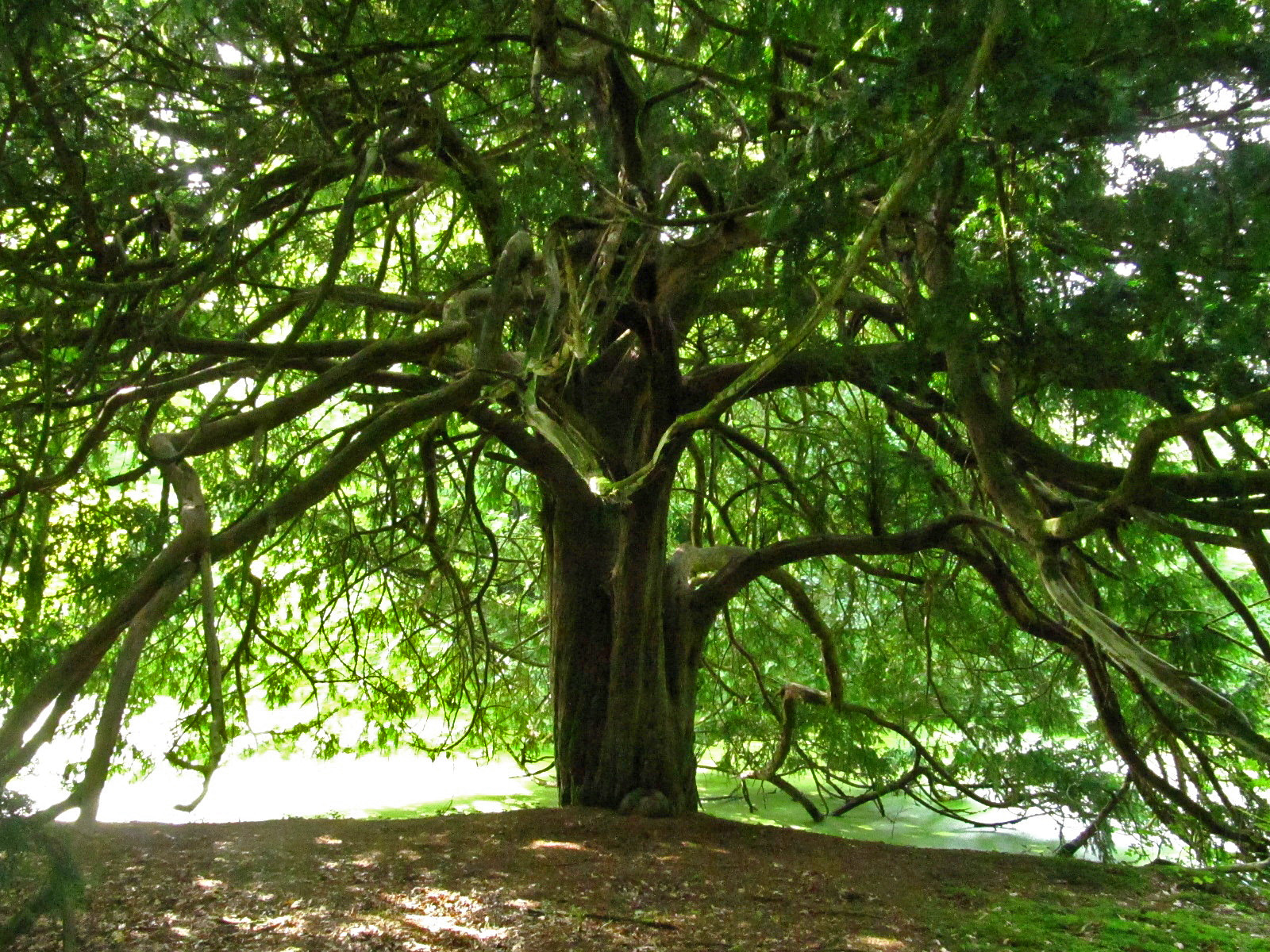 baccata Taxus