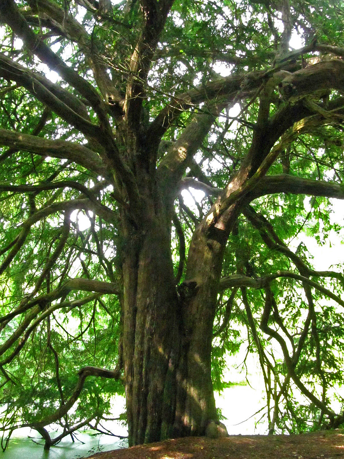 Taxus baccata - Haseldorf - August 2025