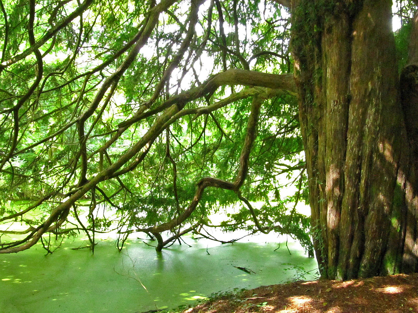 Taxus baccata - Haseldorf - August 2025