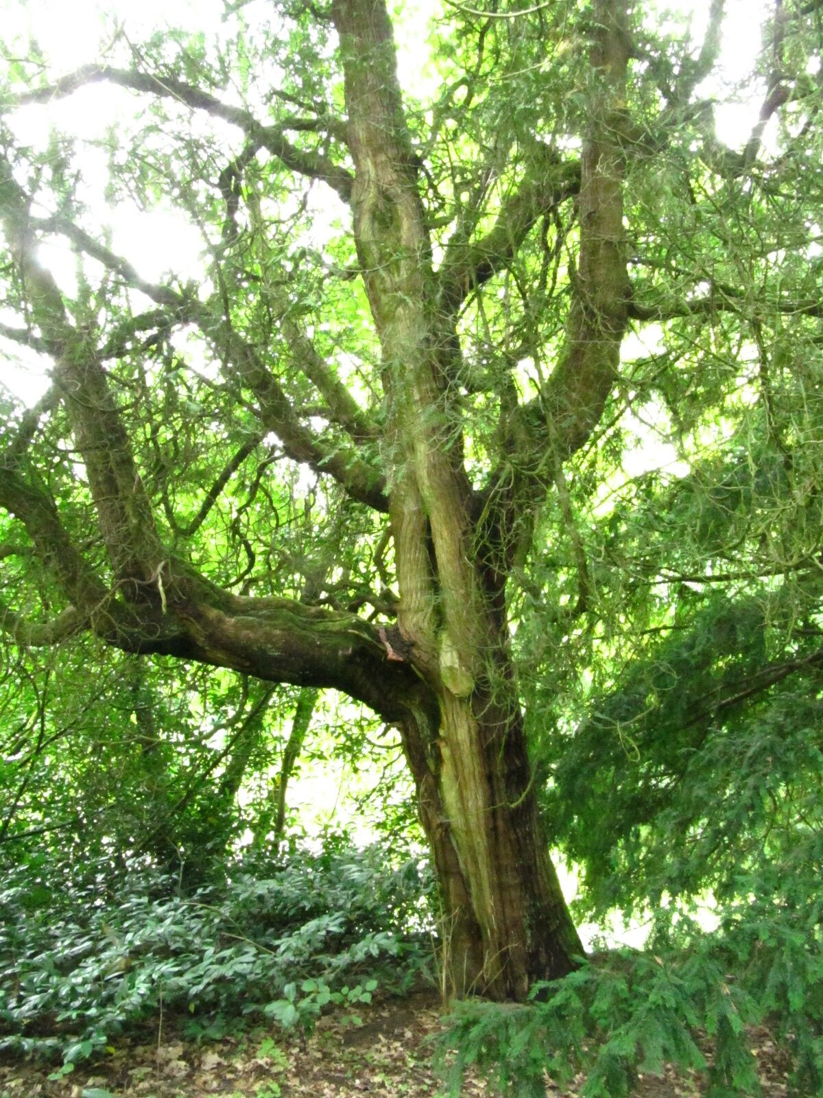 occidentalis Thuja