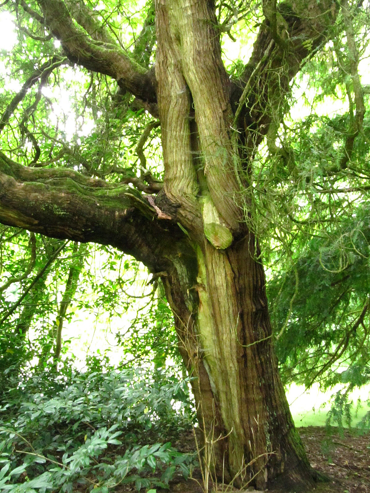 Thuja occidentalis - Haseldorf - August 2025