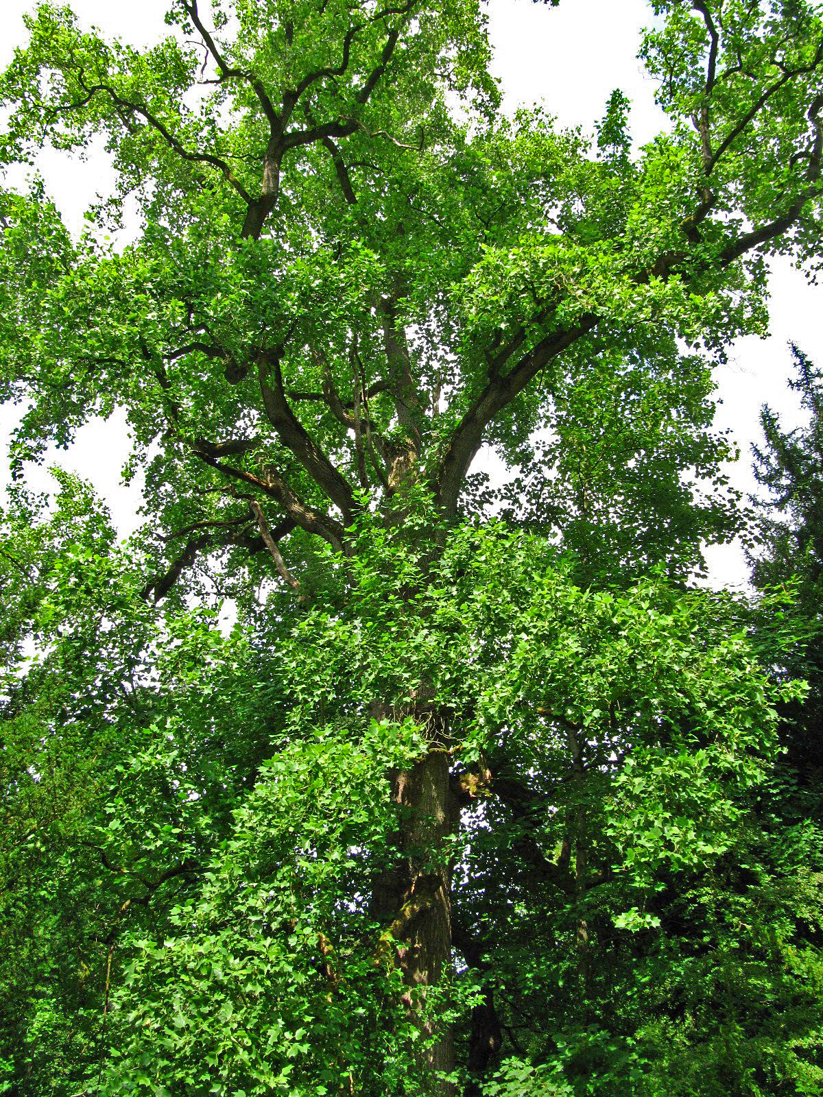 Liriodendron tulipifera