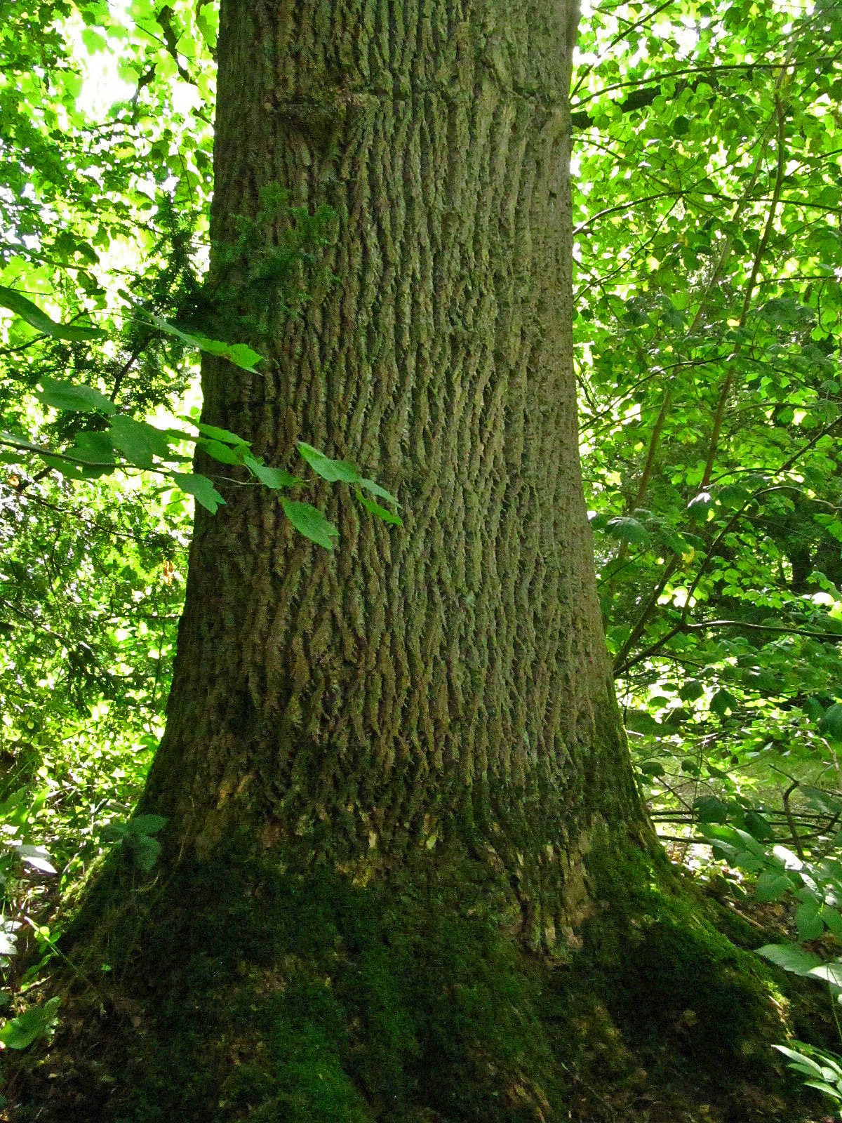 Liriodendron tulpifera - Haseldorf - August 2025