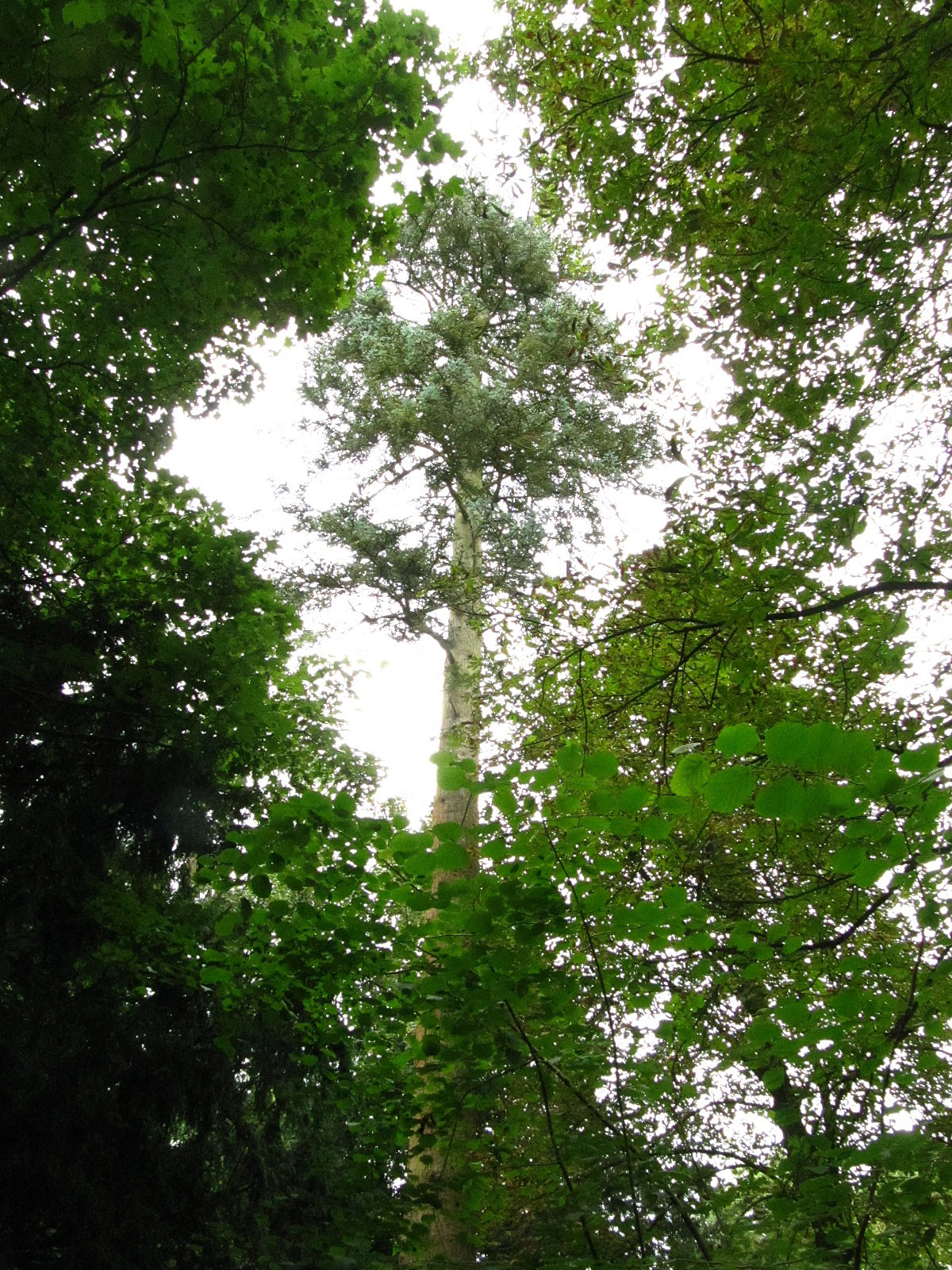 'Glauca' Abies procera