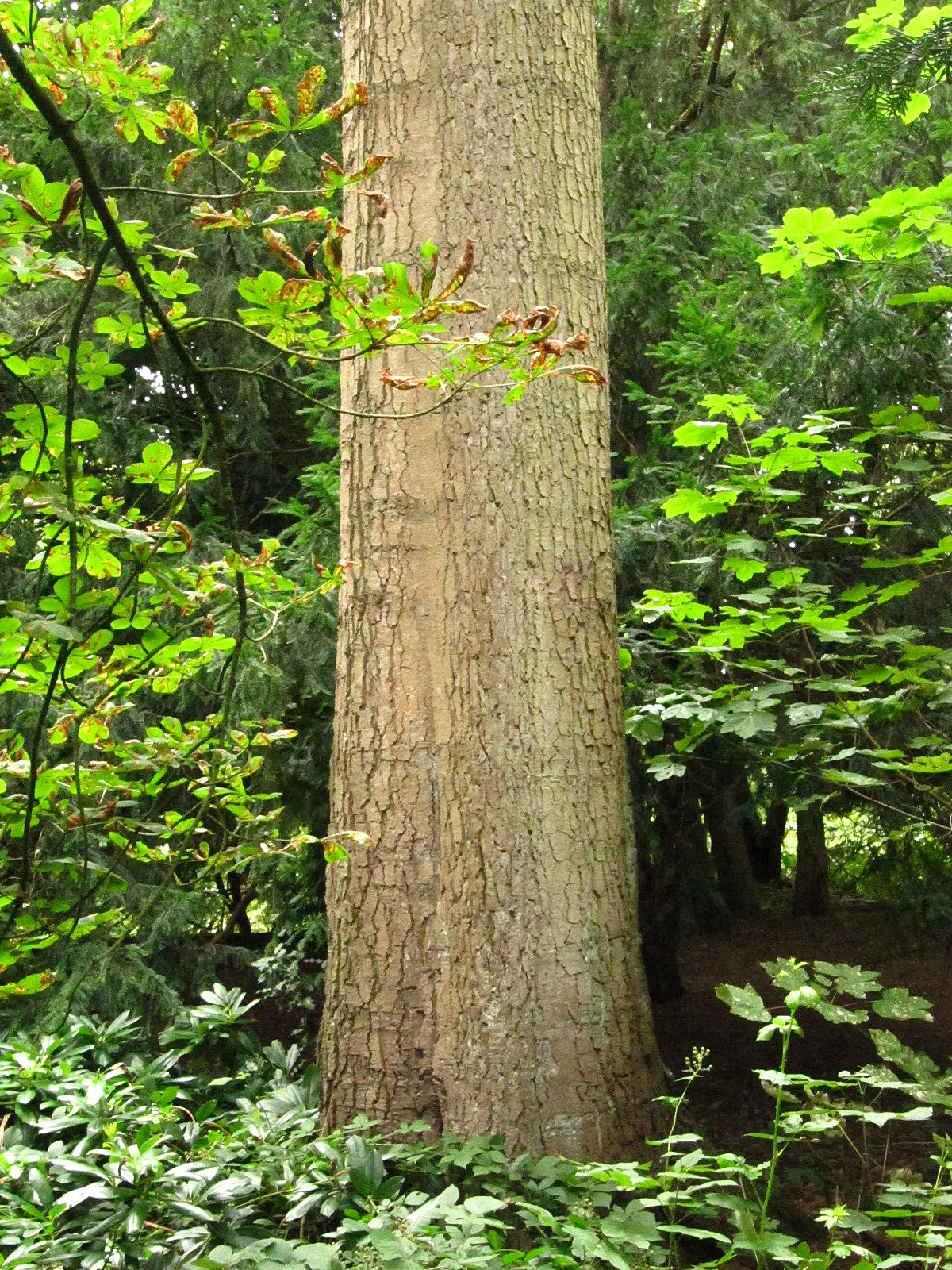 Abies procera 'Glauca' - Haseldorf - August 2025