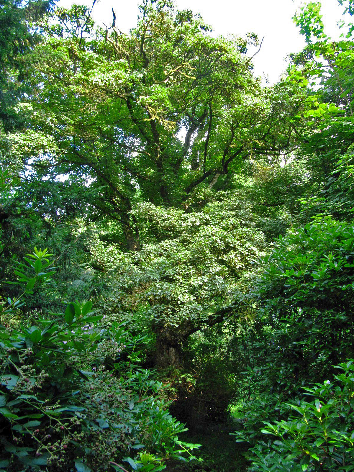 Acer campestre