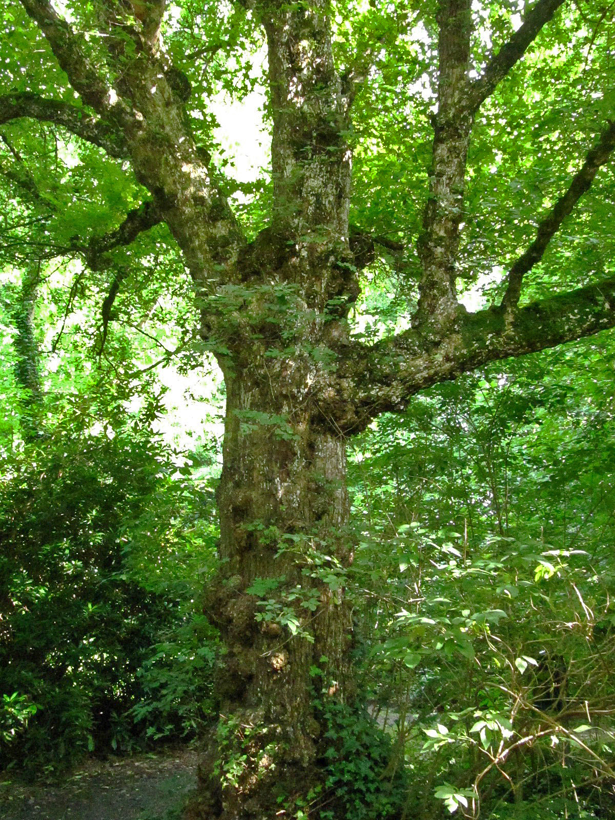 Acer campestre - Haseldorf - August 2025
