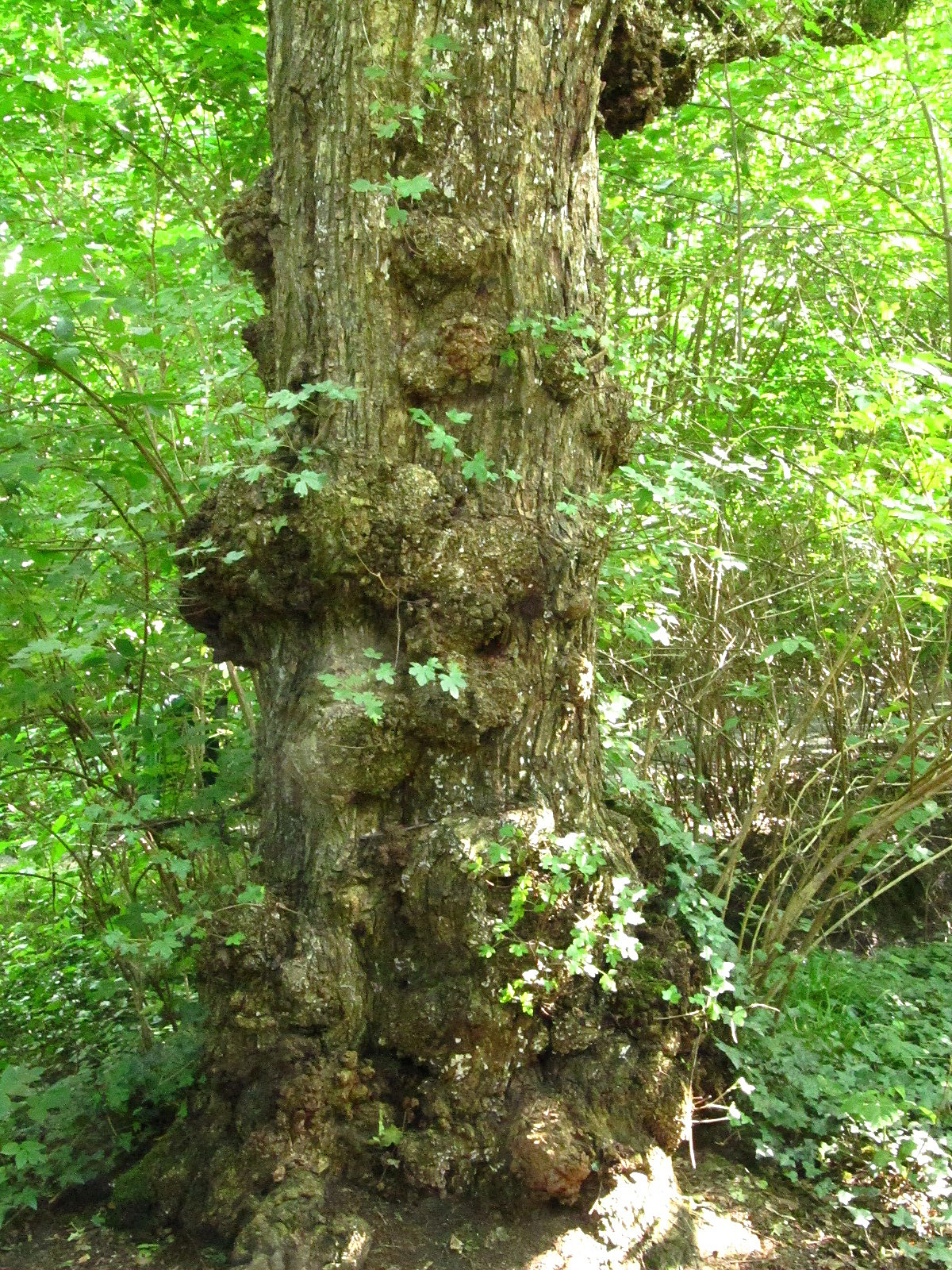 Acer campestre - Haseldorf - August 2025