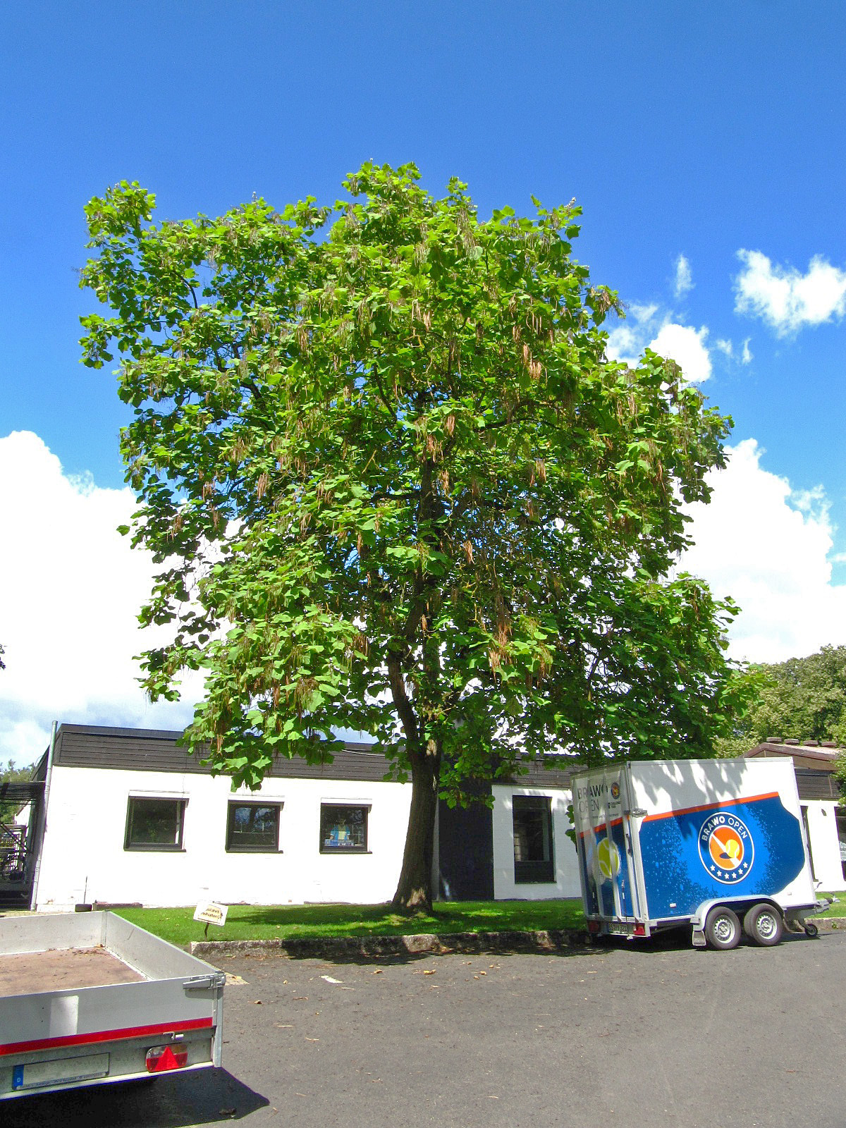 Catalpa ovata