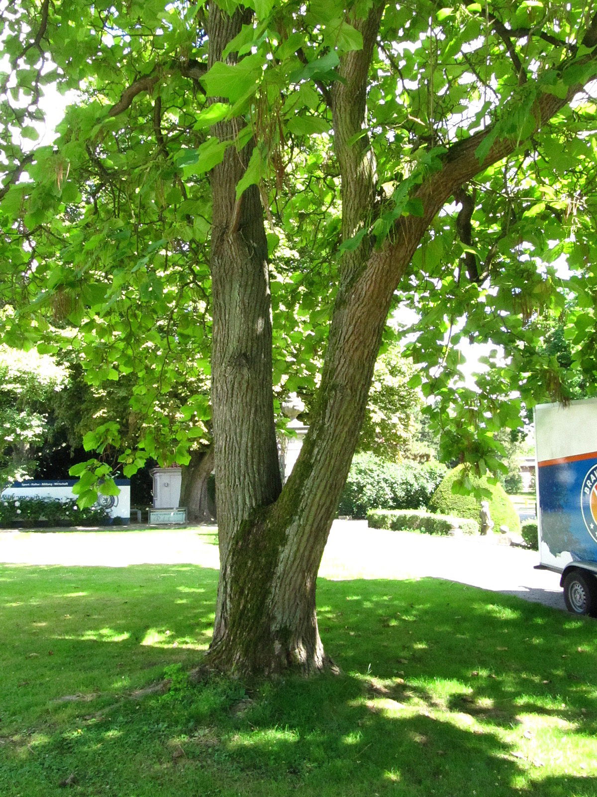 Catalpa ovata - Bürgerpark Braunschweig - Juli 2025