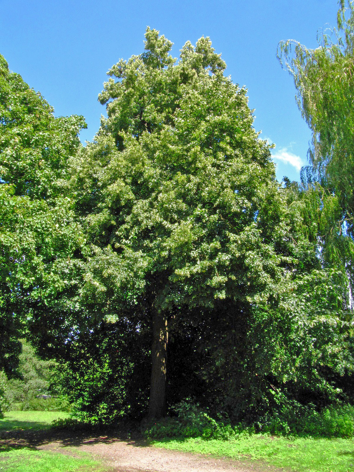 × euchlora Tilia