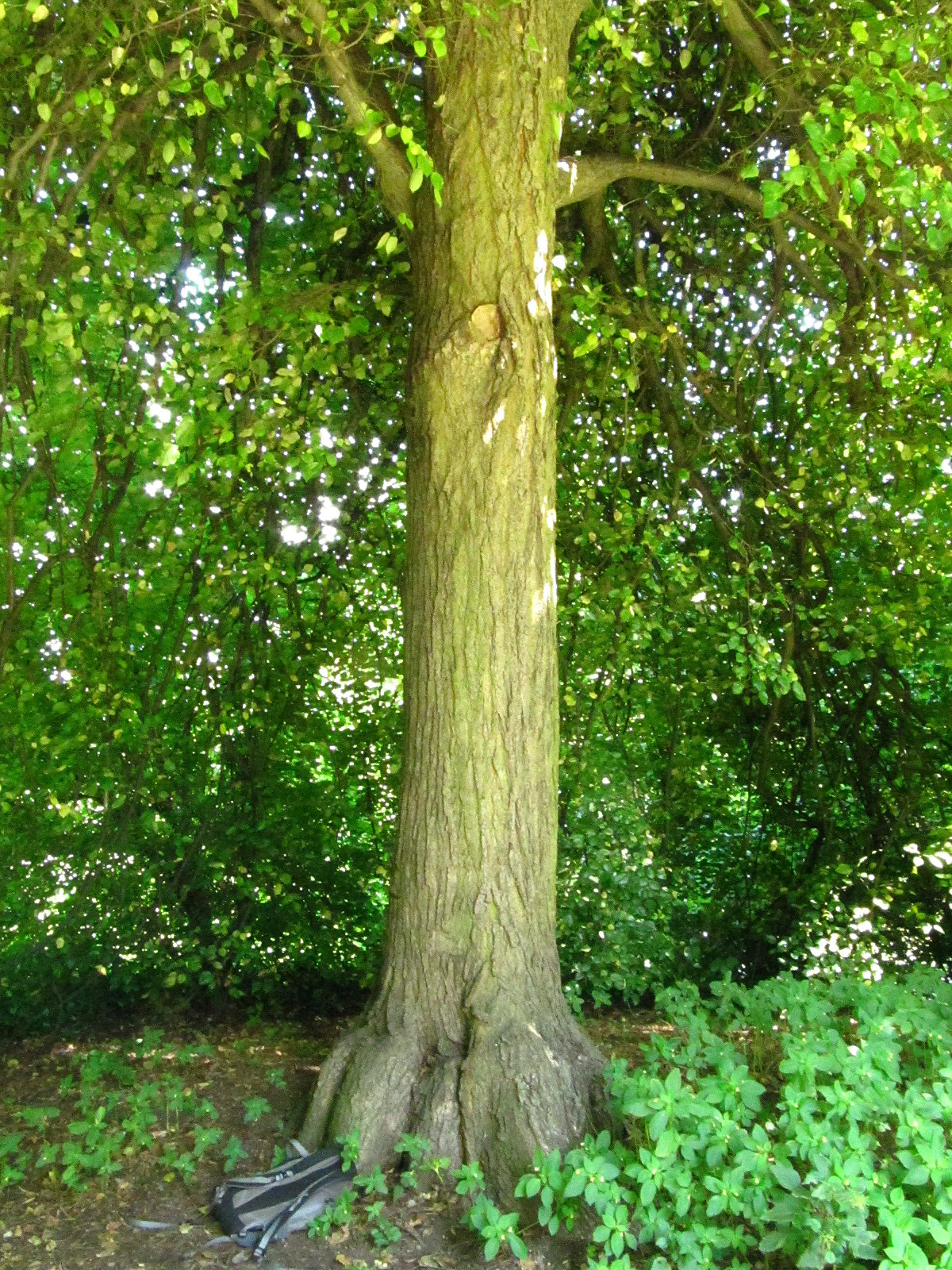 Tilia × euchlora - Bürgerpark Braunschweig - Juli 2025