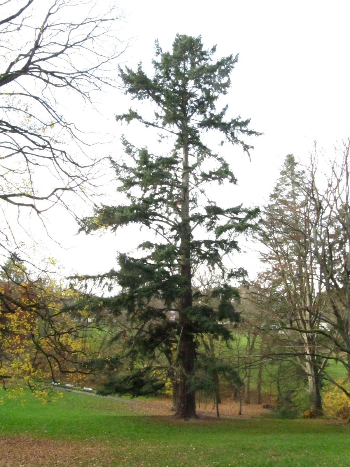 menziesii Pseudotsuga