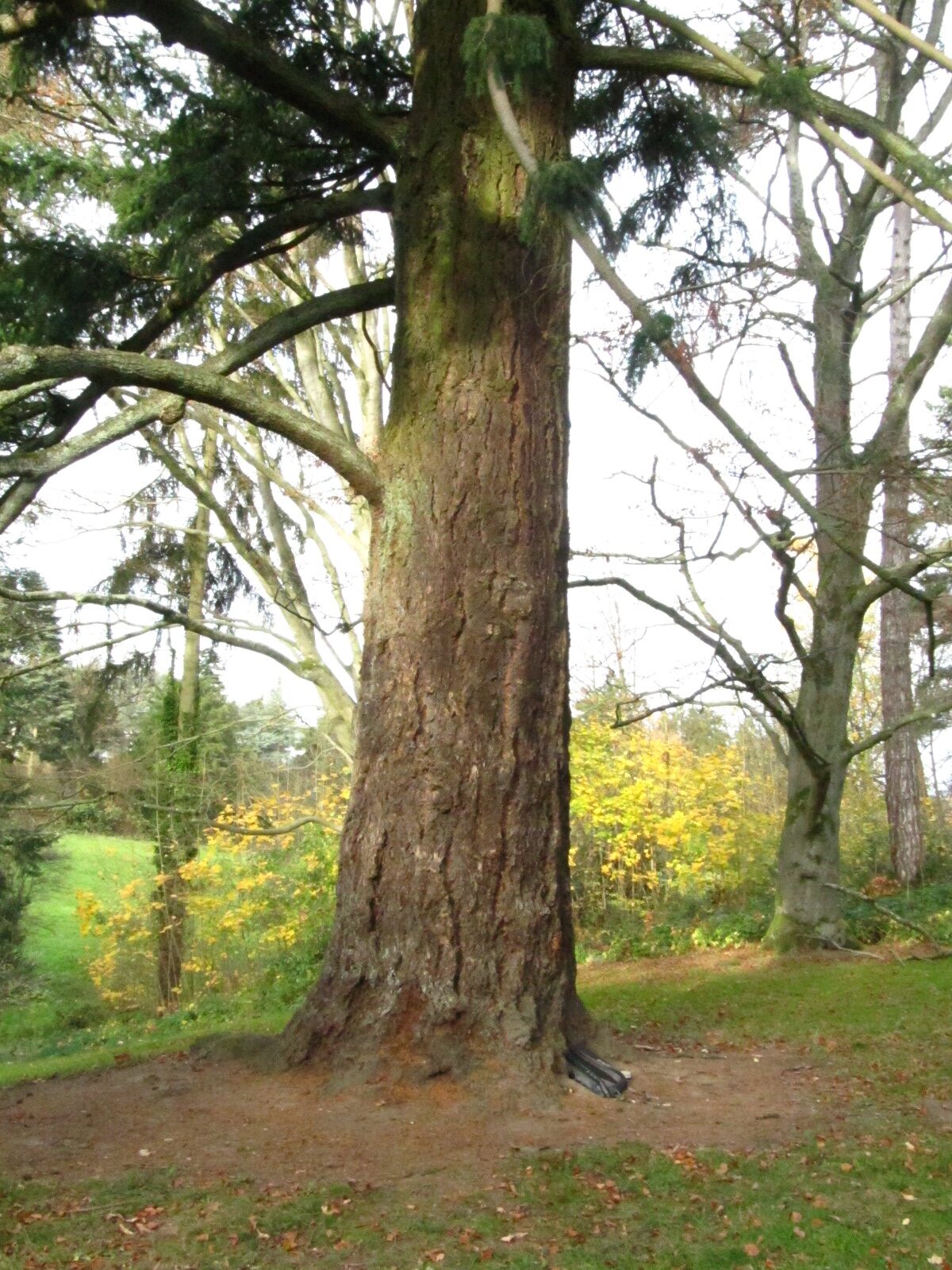 Pseudotsuga menziesii - Aachen, Von-Halfern-Park - Nov. 2025