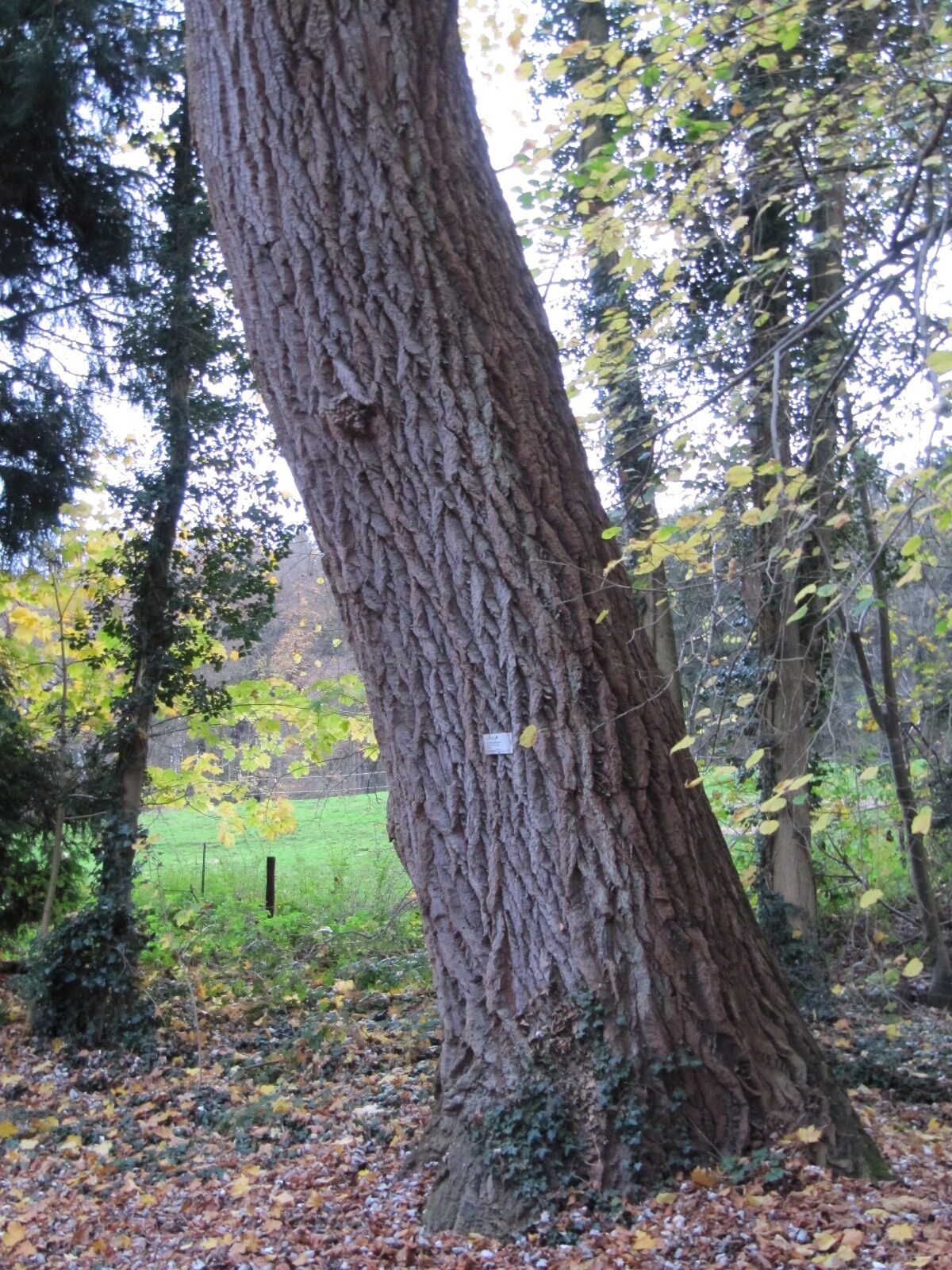 × canescens Populus