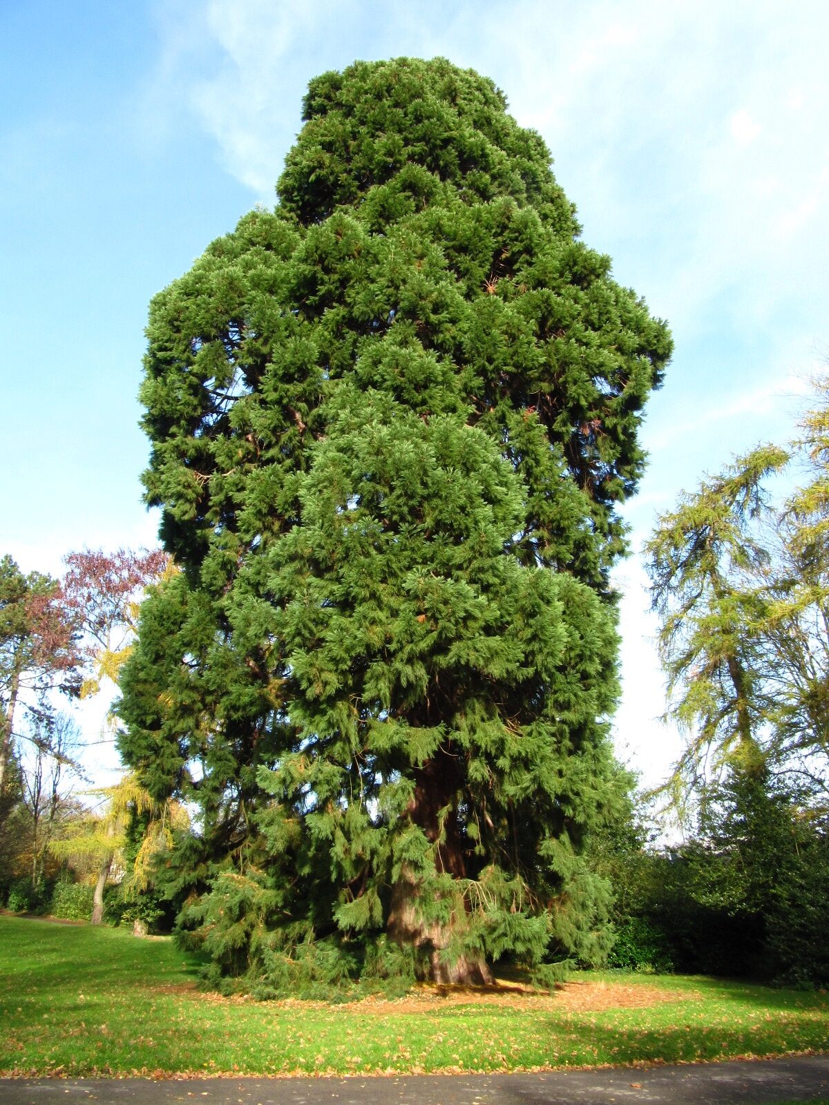 giganteum Sequoiadendron