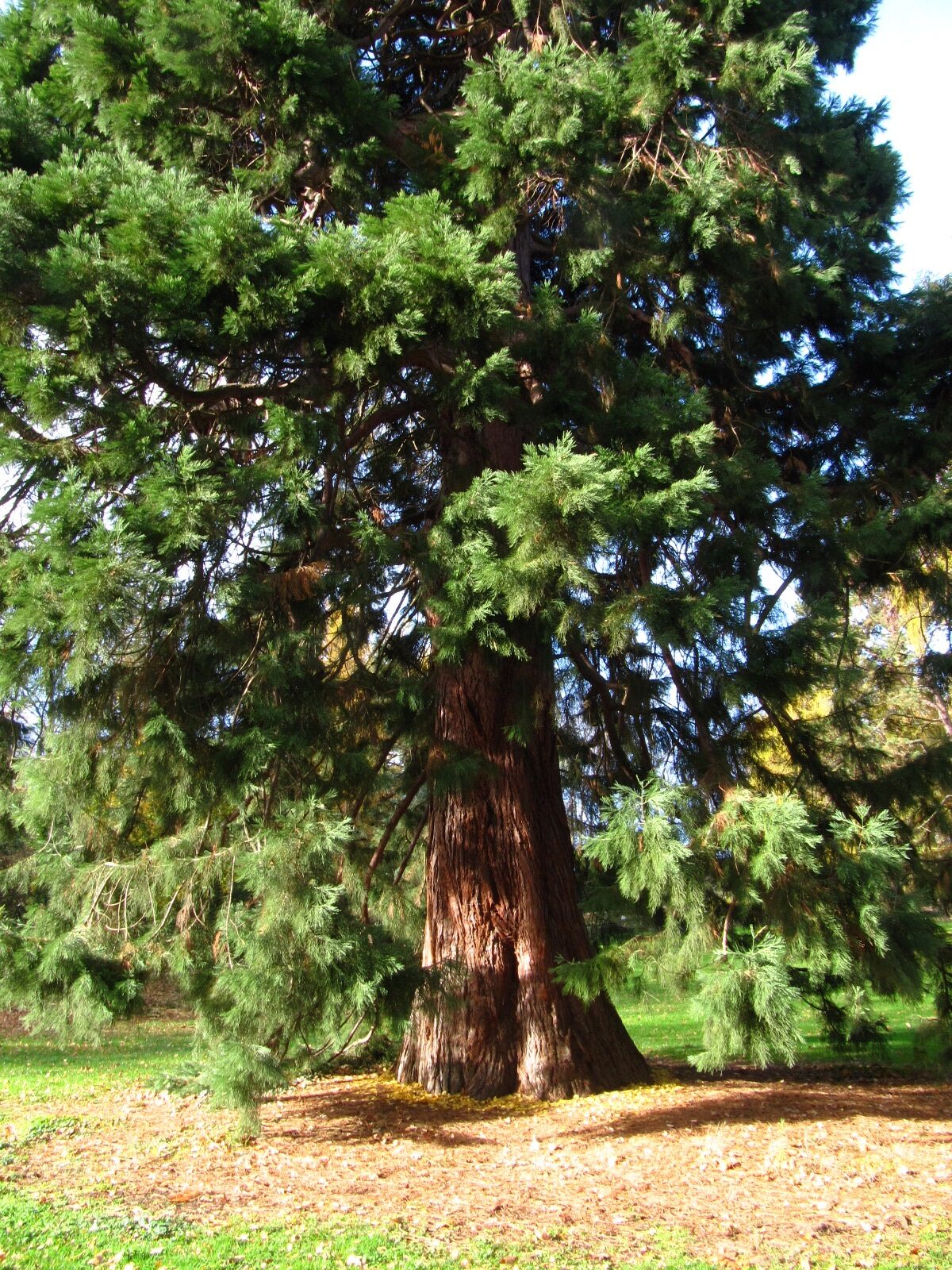 Sequoiadendron giganteum - Stadtpark Aachen - Nov. 2025