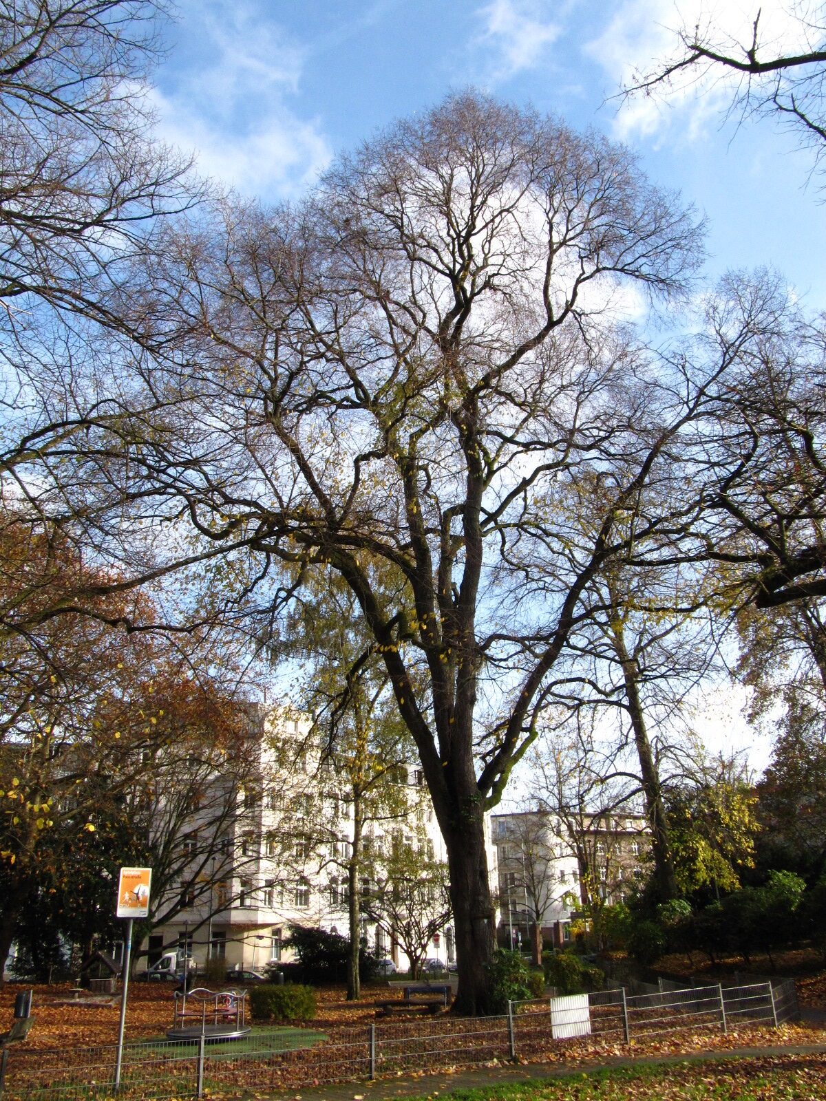 × hollandica Ulmus