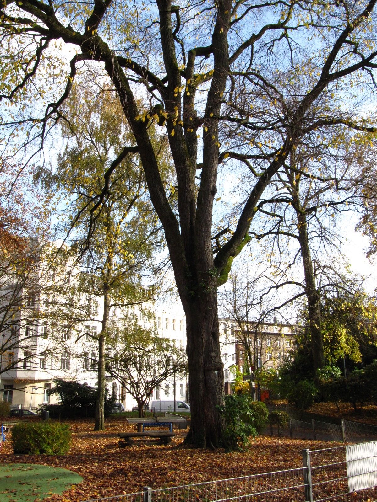 Ulmus × hollandica - Stadtpark Aachen - Nov. 2025