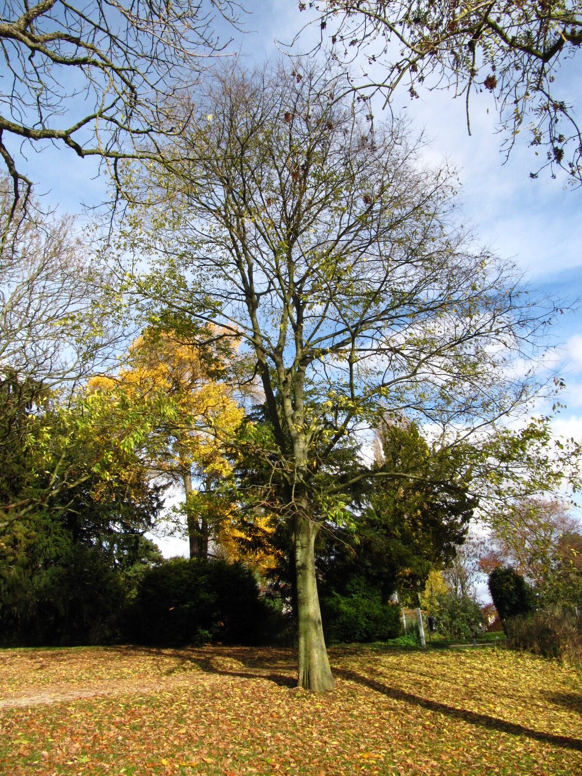 australis Celtis