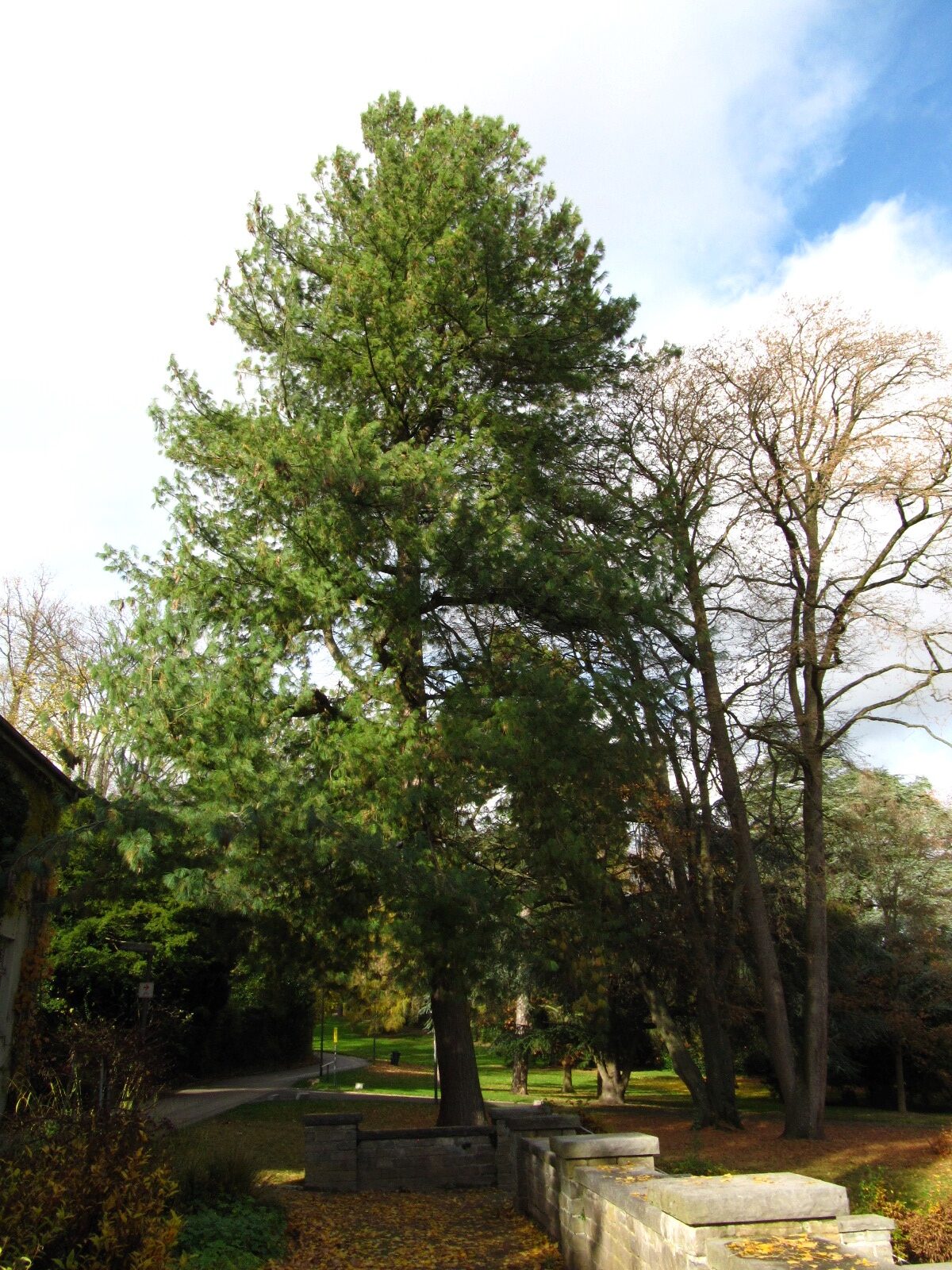 Pinus wallichiana