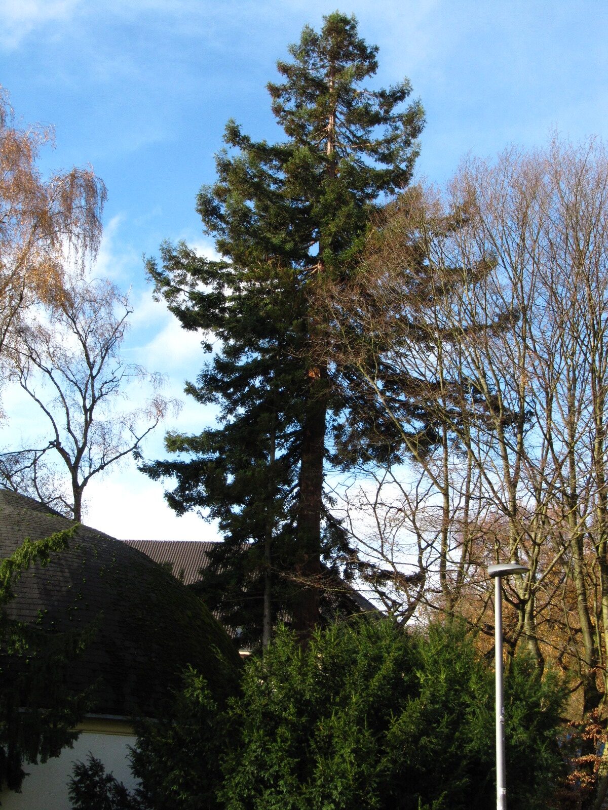 sempervirens Sequoia
