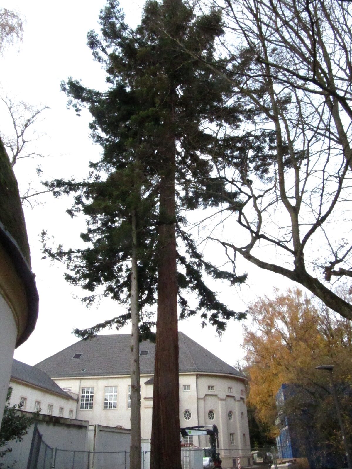 Sequoia sempervirens - Kurgarten Aachen - Nov. 2025