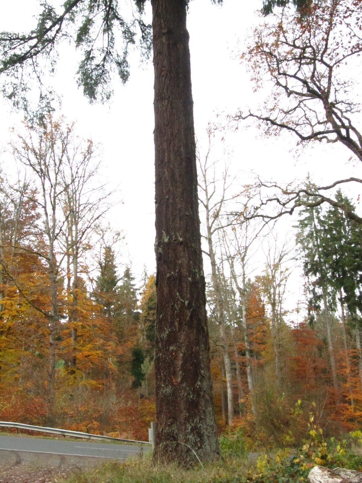 Pseudotsuga menziesii - Forst Neustraßburg/ L 33 - Nov. 2025