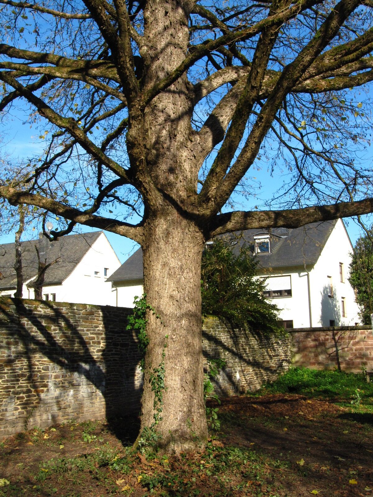 Corylus colurna - Hauptfriedhof Trier - Nov. 2025