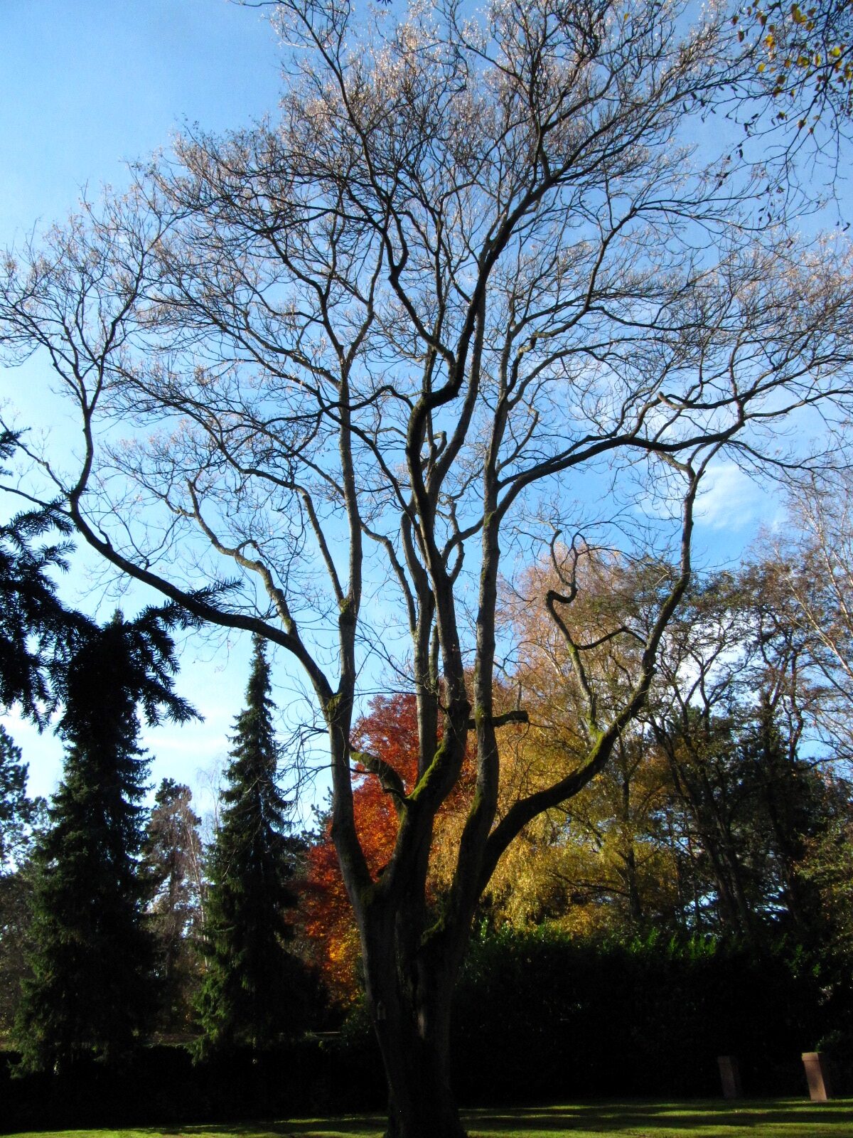 Ailanthus altissima - Hauptfriedhof Trier - Nov. 2025
