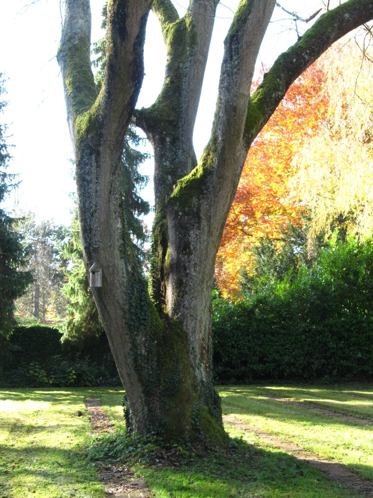 Ailanthus altissima - Hauptfriedhof Trier - Nov. 2025
