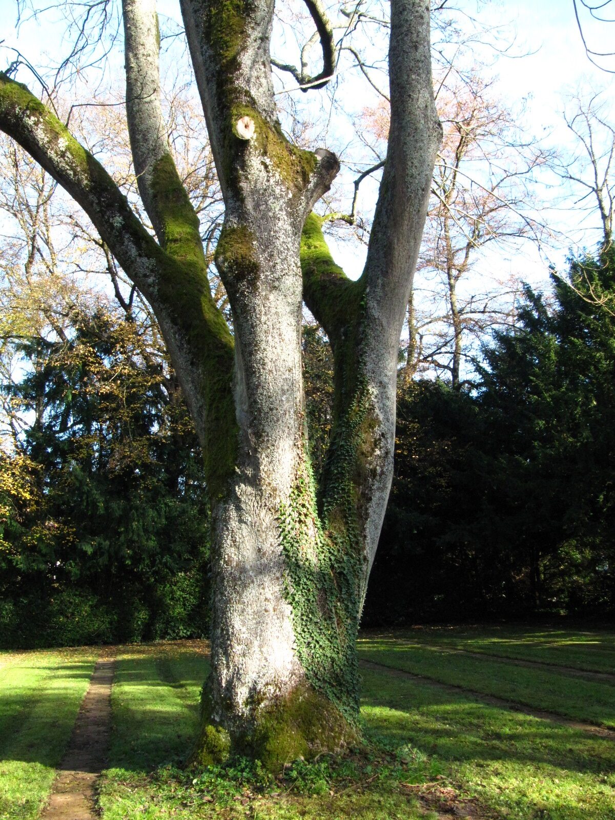 Ailanthus altissima - Hauptfriedhof Trier - Nov. 2025