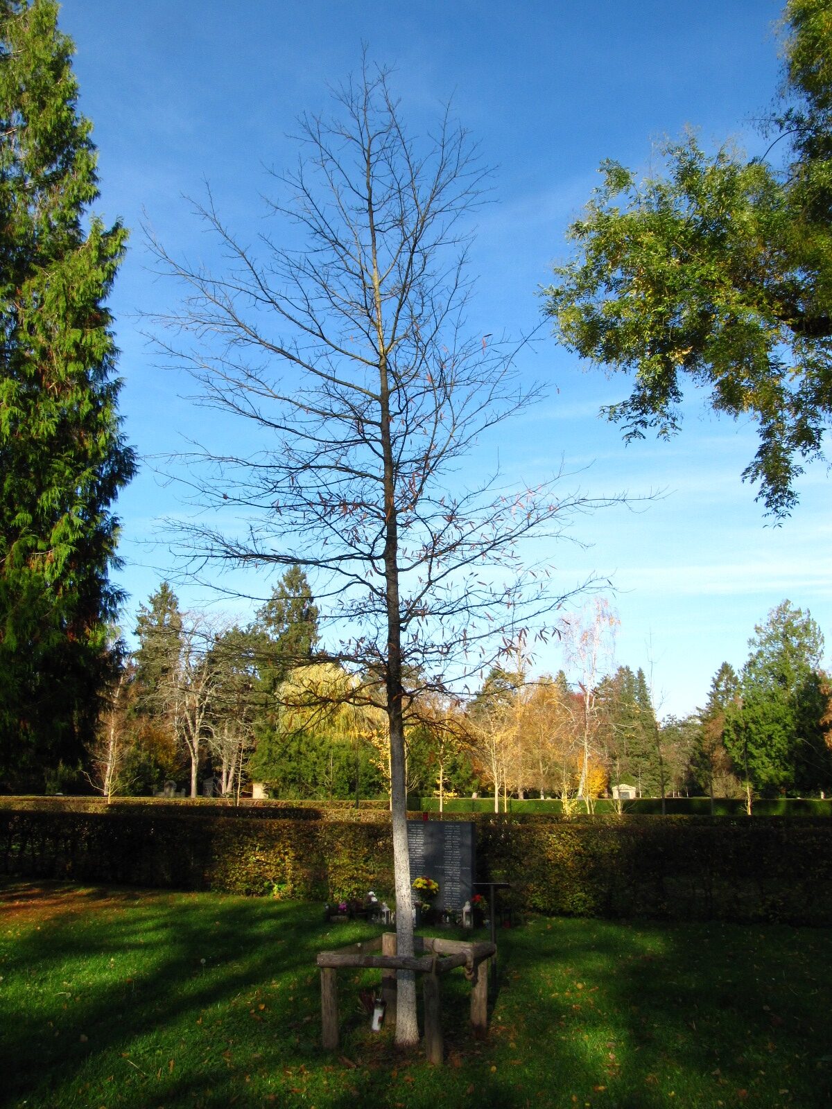 Quercus phellos - Hauptfriedhof Trier - Nov. 2025