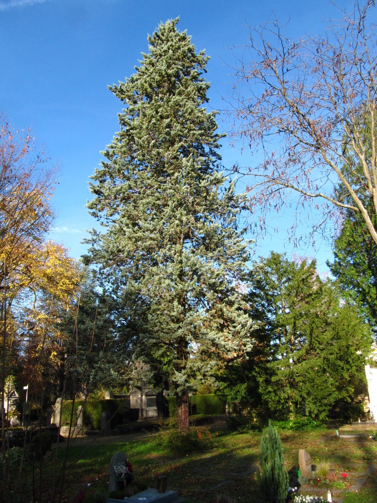 Cupressus arizonica var. glabra - Hauptfriedhof Trier - Nov. 2025