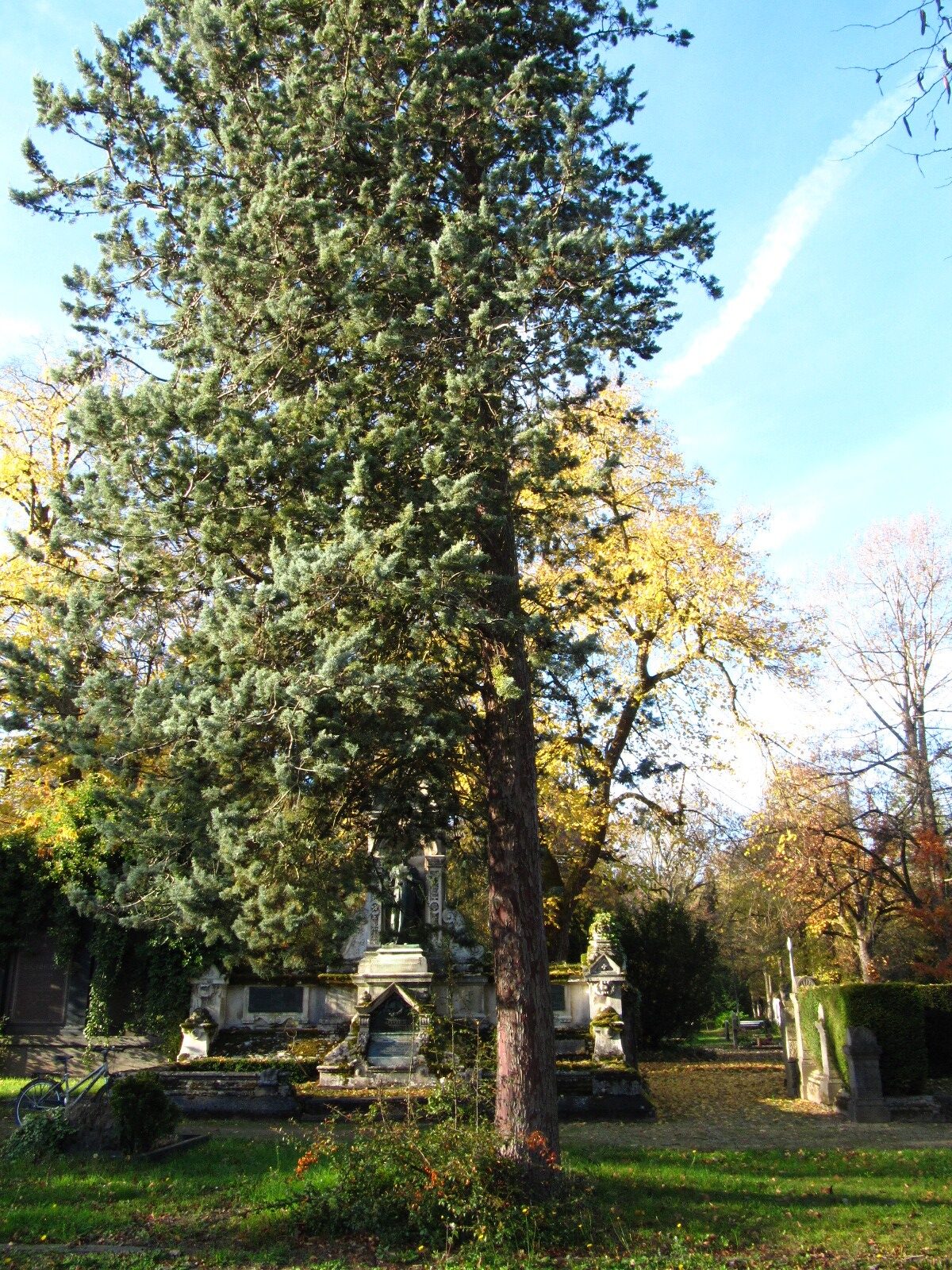 Cupressus arizonica var. glabra - Hauptfriedhof Trier - Nov. 2025