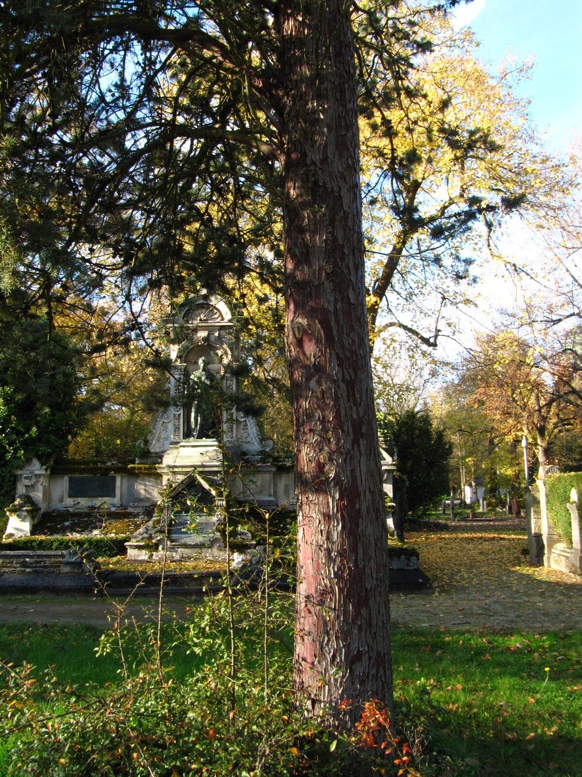 Cupressus arizonica var. glabra - Hauptfriedhof Trier - Nov. 2025