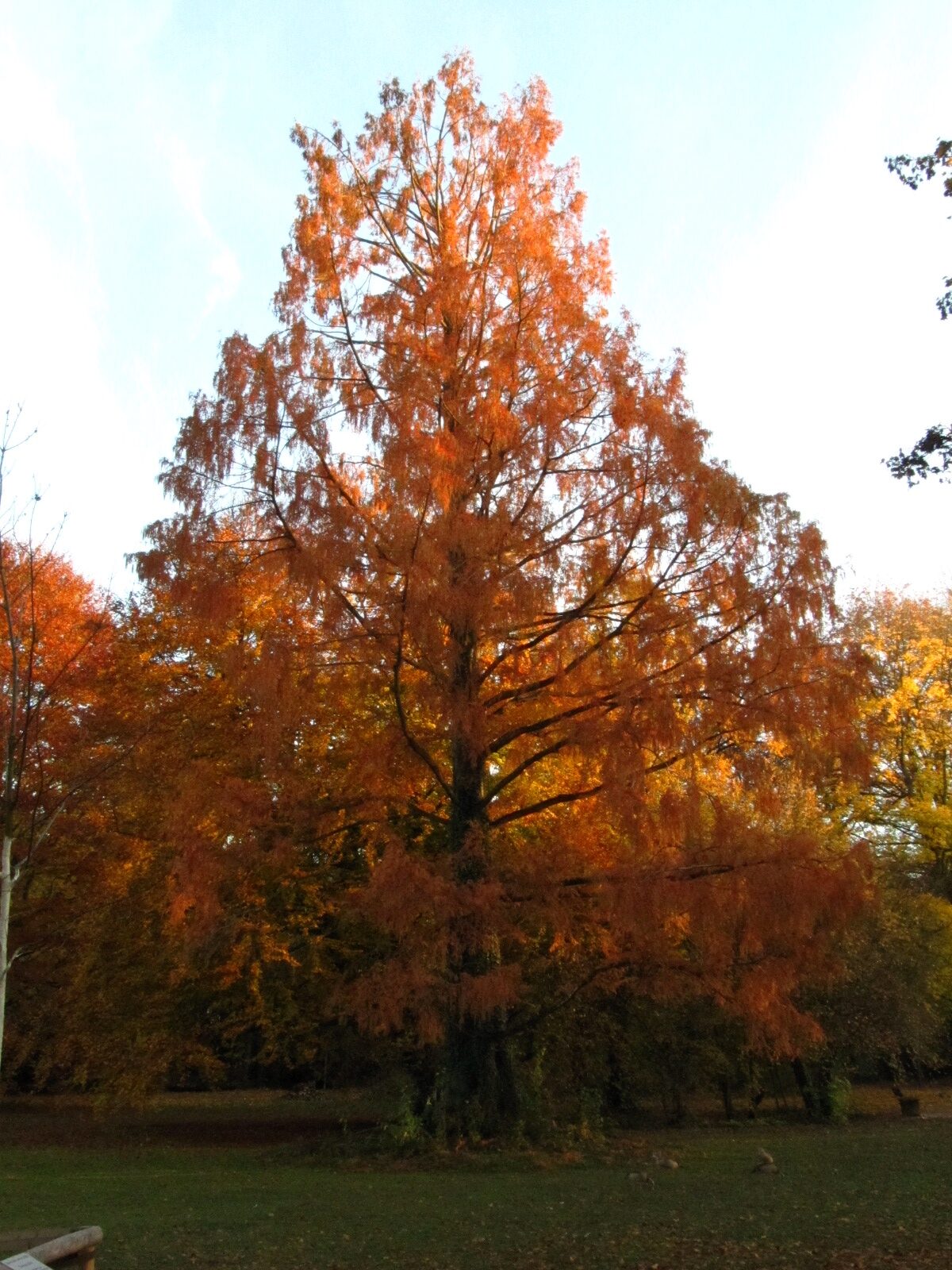 glyptostroboides Metasequoia