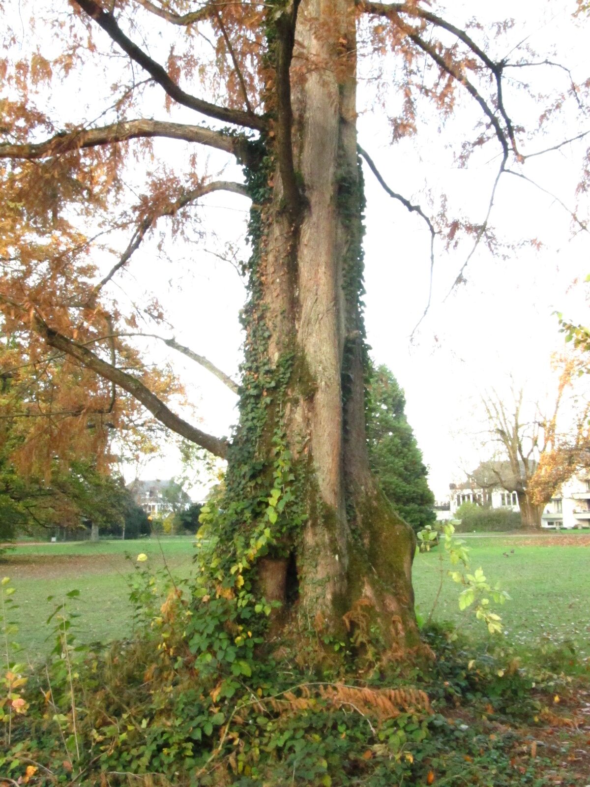 Metasequoia glyptostroboides - Park Nells Ländchen, Trier - Nov. 2025