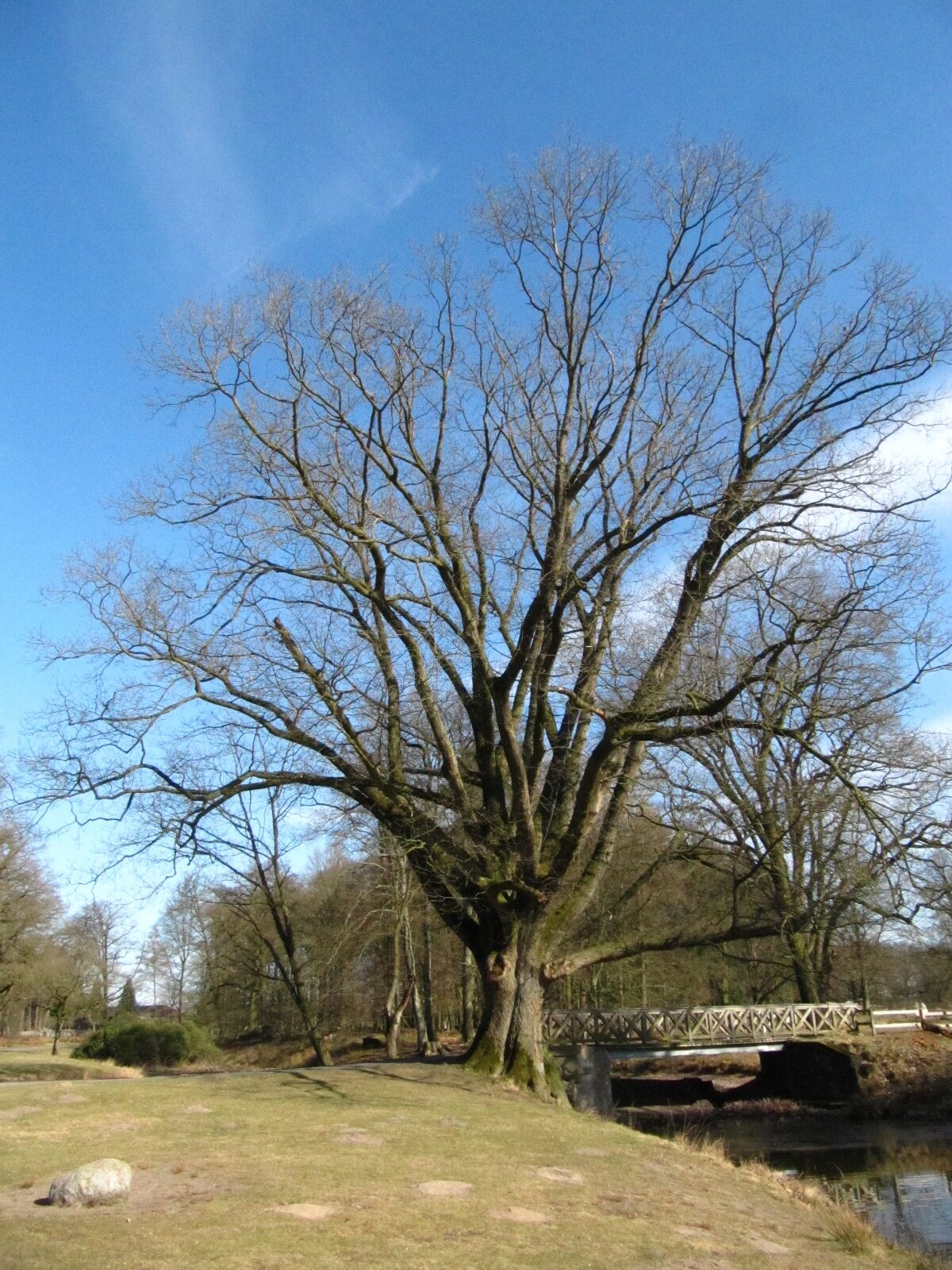 Quercus rubra - Wildpark Dülmen - März 2025