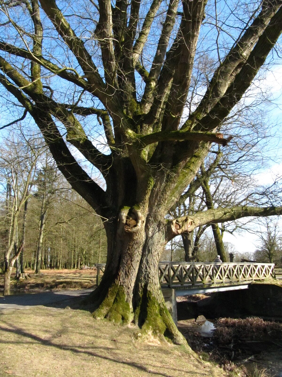 Quercus rubra - Wildpark Dülmen - März 2025