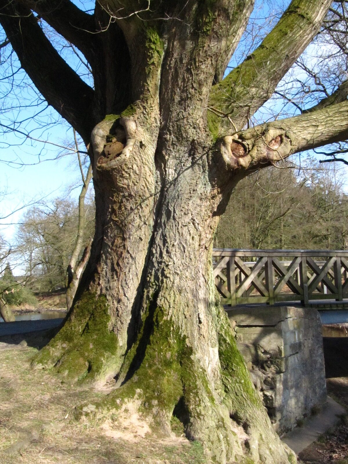 Quercus rubra - Wildpark Dülmen - März 2025
