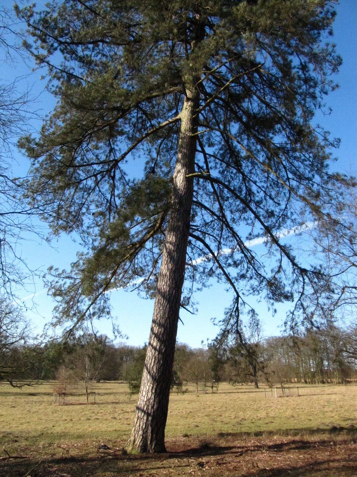 Pinus nigra - Wildpark Dülmen - März 2025